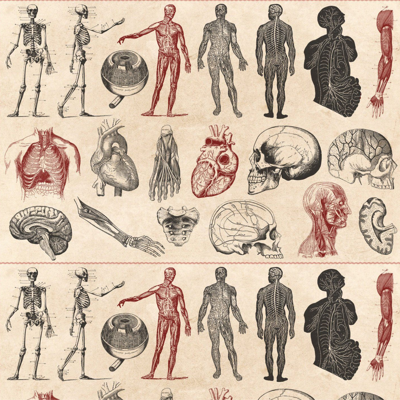 Anatomía Humana